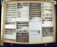 Media resource of Dasymutilla araneoides