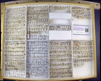 Media resource of Nabis americoferus