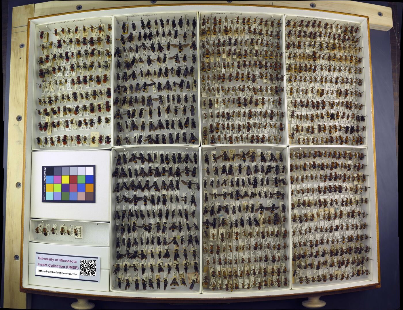 Dasymutilla aureola image