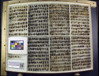 Media resource of Dasymutilla aureola