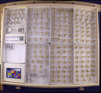 Media resource of Limnephilus hageni