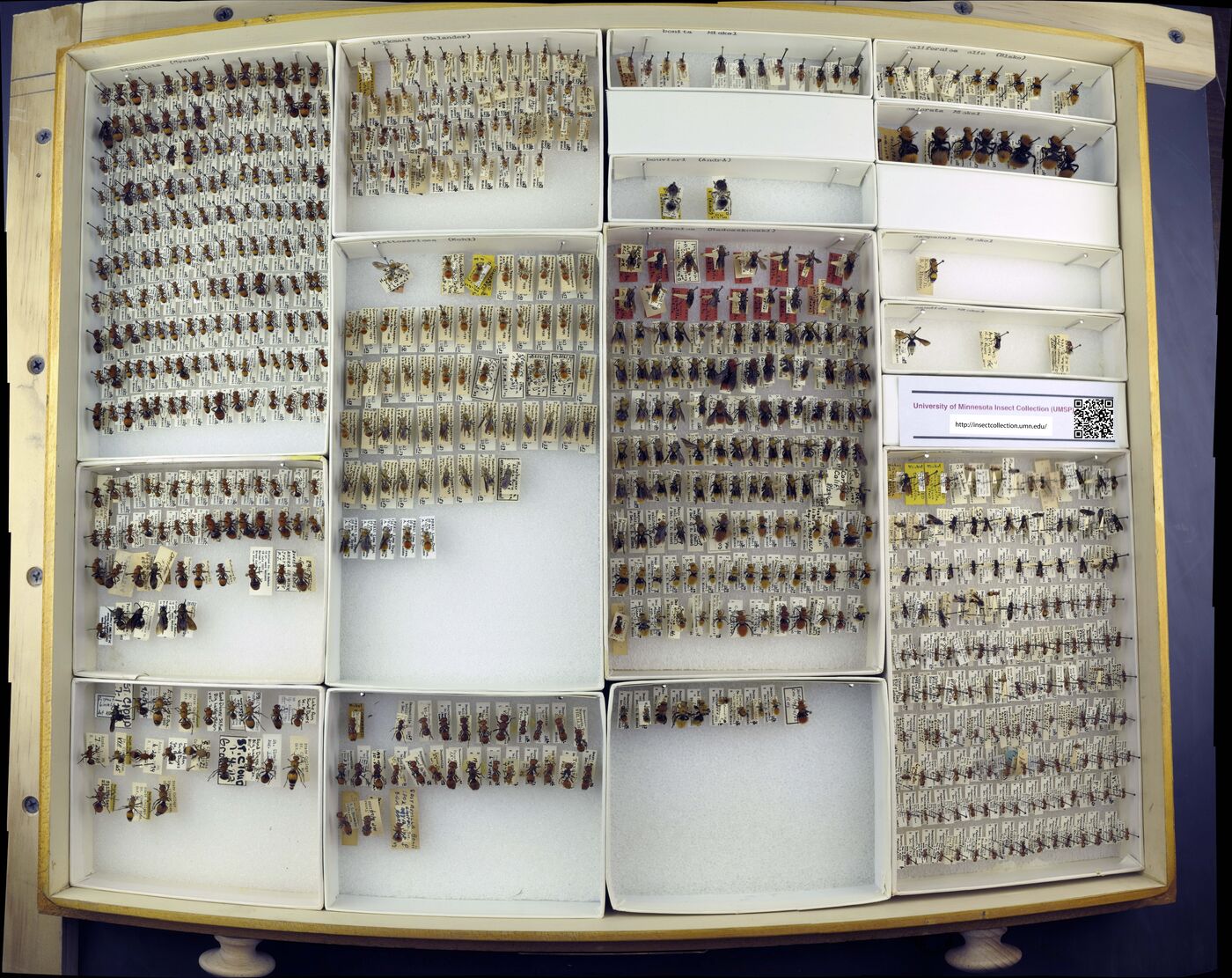 Dasymutilla bioculata image