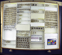 Media resource of Platycheirus quadratus