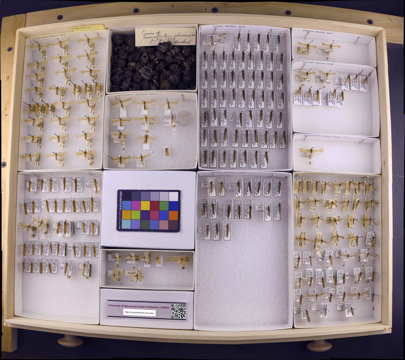 Limnephilus indivisus image