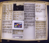 Media resource of Limnephilus indivisus