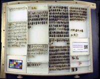 Media resource of Dasymutilla caneo