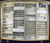 Media resource of Scaeva pyrastri