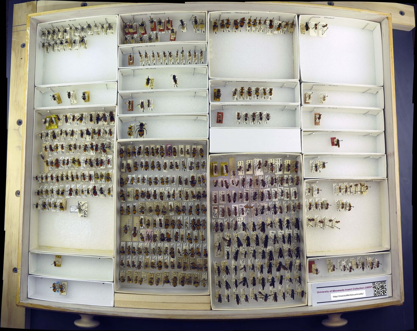 Dasymutilla coccineohirta image