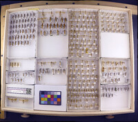 Media resource of Limnephilus primoryensis