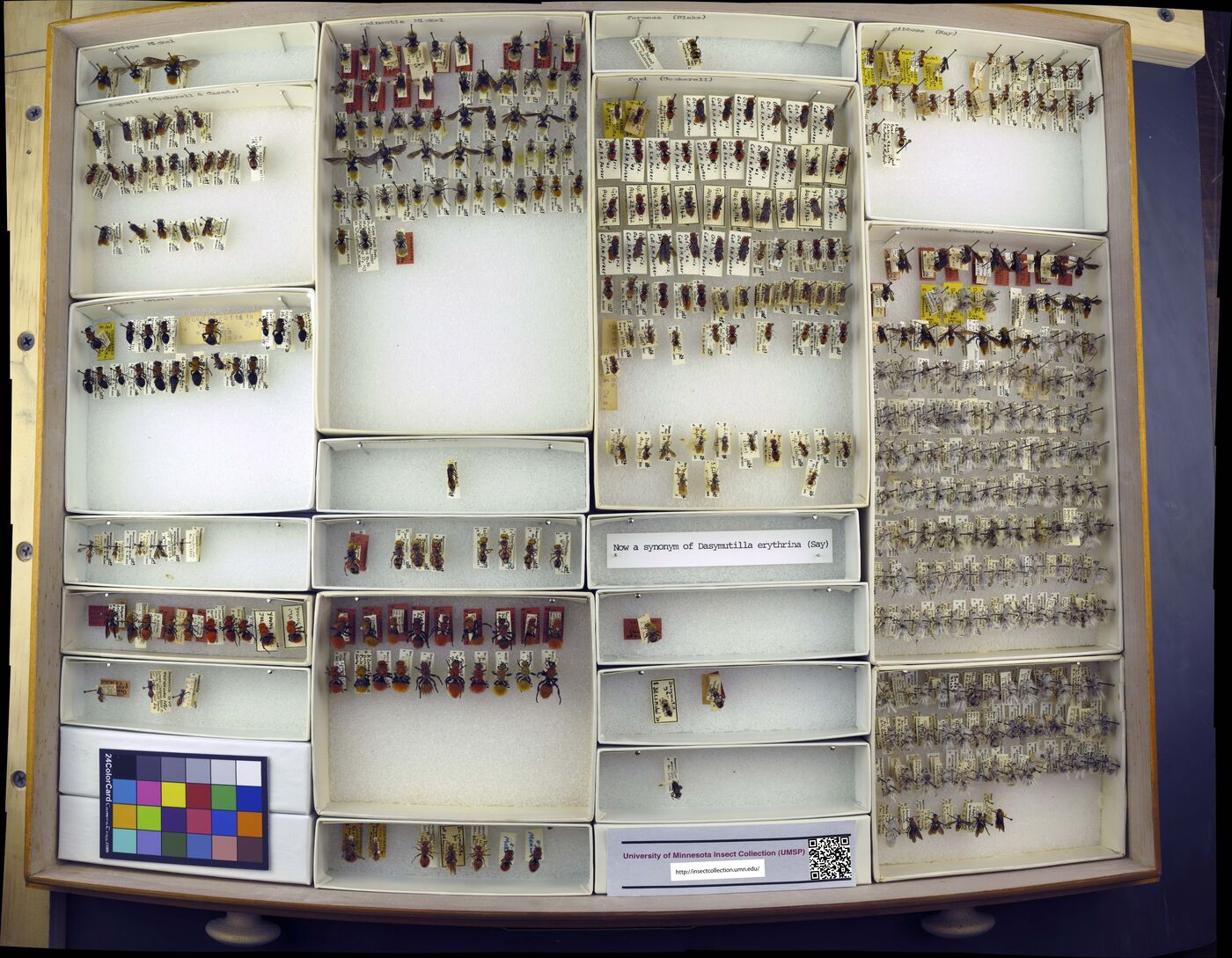 Dasymutilla flammifera image