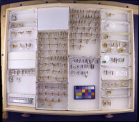 Media resource of Limnephilus sitchensis