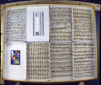 Media resource of Adelphocoris lineolatus