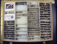 Media resource of Dasymutilla glycera