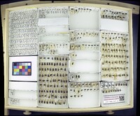 Media resource of Agonum affine