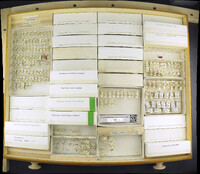 Media resource of Chaoborus americanus