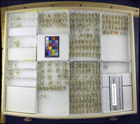 Media resource of Chrysopa coloradensis