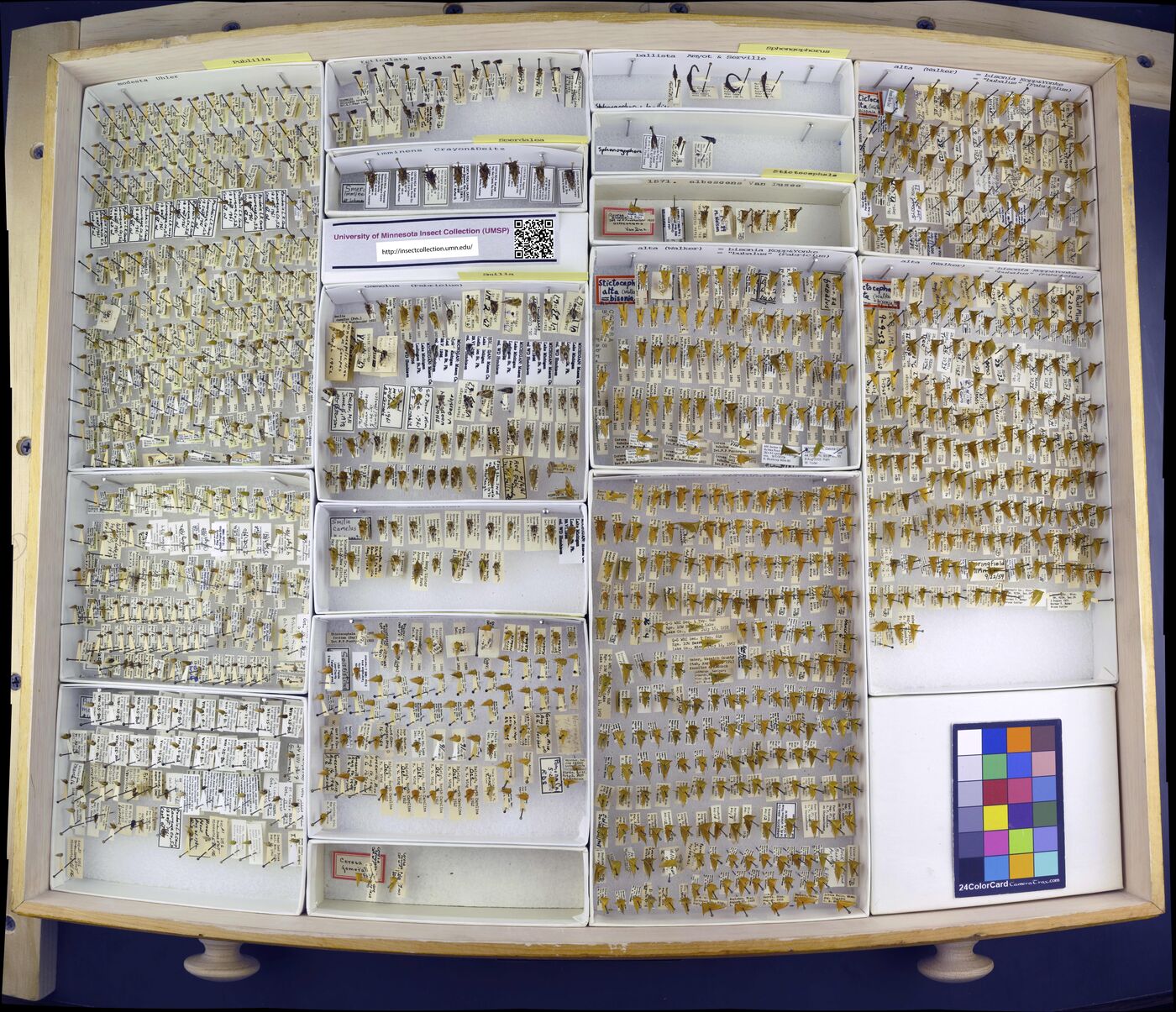 Smilia camelus image