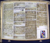 Media resource of Smilia camelus