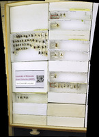 Media resource of Tethida barda