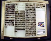 Media resource of Dasymutilla klugii