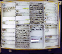 Media resource of Campylomma livida