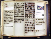 Media resource of Dasymutilla magna