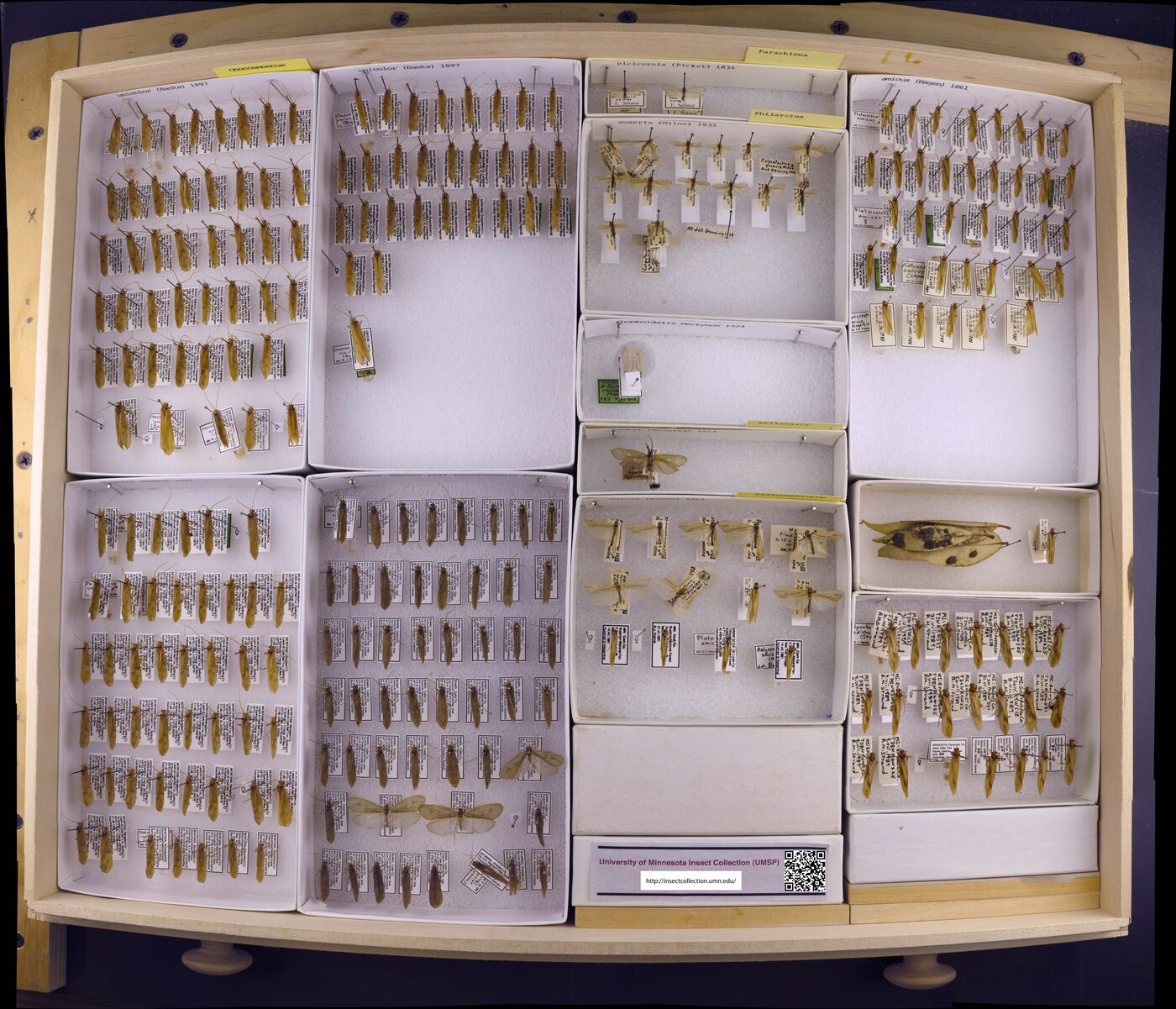 Parachiona picicornis image