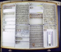 Media resource of Chlamydatus associatus