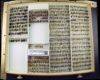 Media resource of Dasymutilla quadriguttata