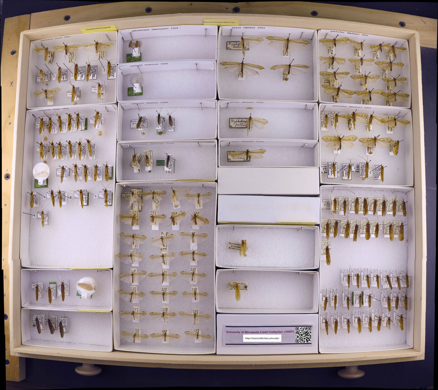 Platycentropus image