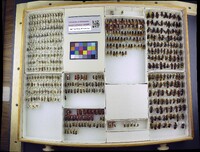 Media resource of Dasymutilla nigripes