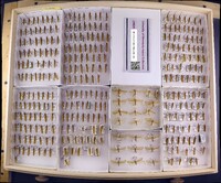 Media resource of Pycnopsyche guttifera