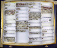 Media resource of Deraeocoris albigulus