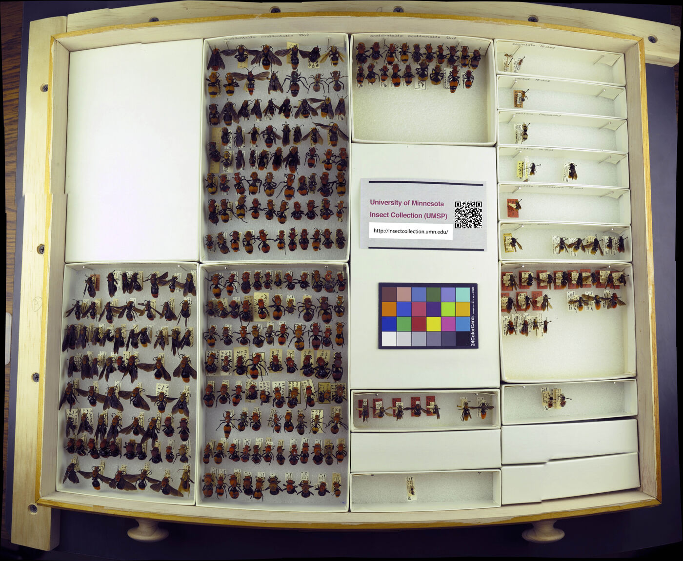 Dasymutilla occidentalis image