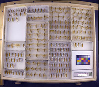 Media resource of Pycnopsyche lepida