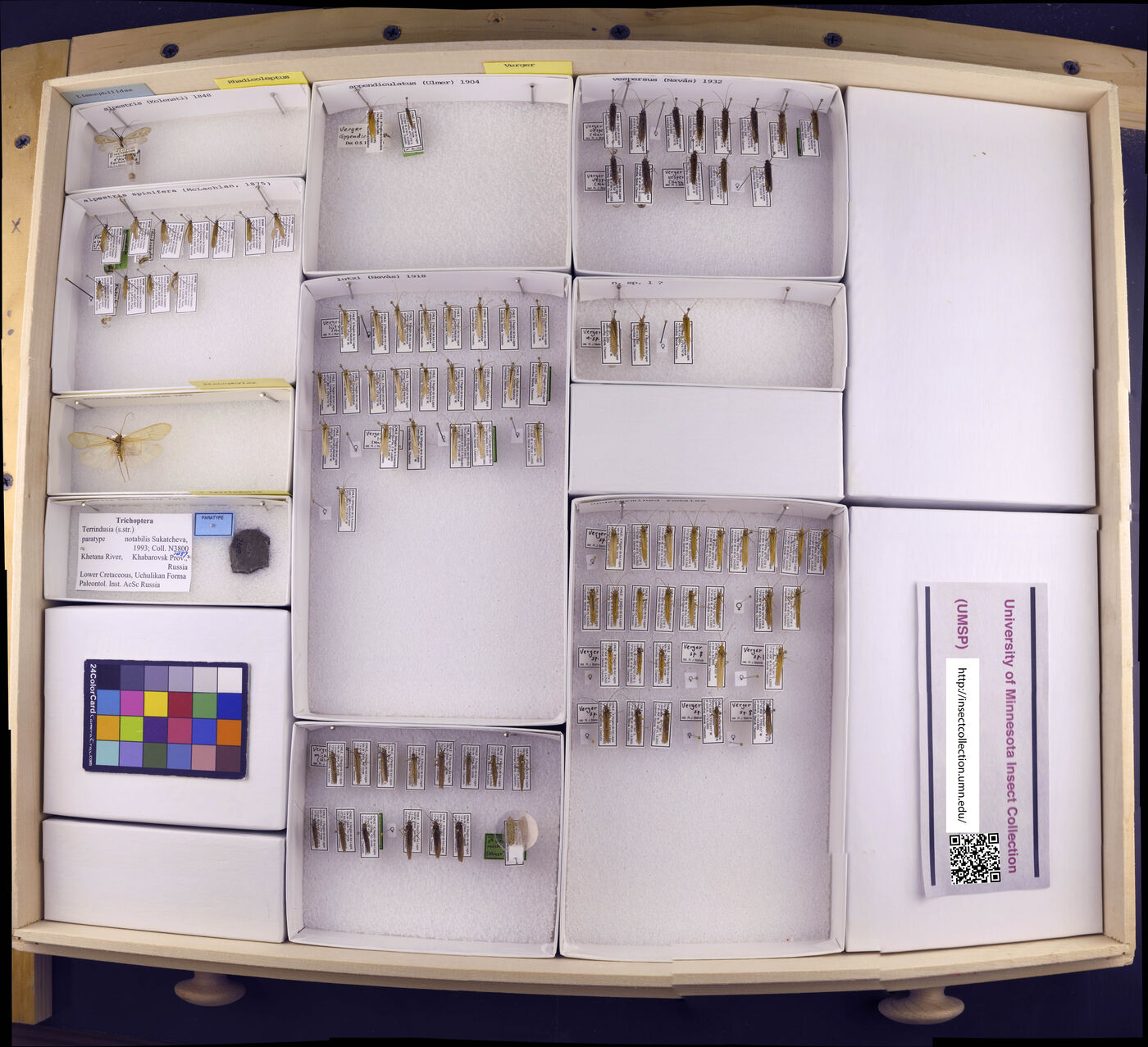 Rhadicoleptus alpestris image