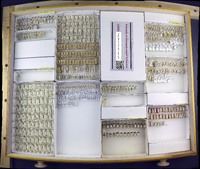 Media resource of Hadronema militare