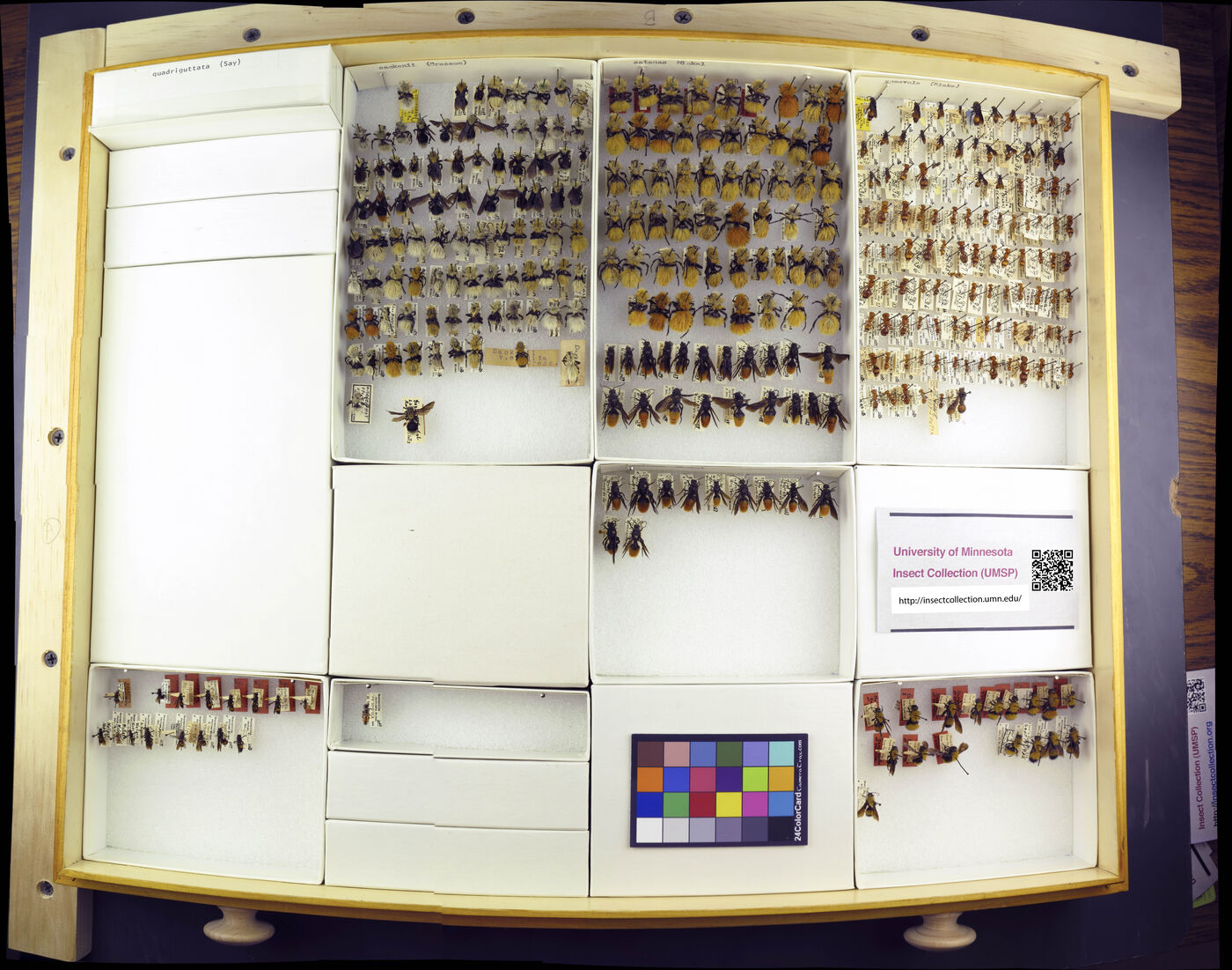 Dasymutilla sackenii image