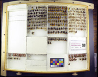 Media resource of Dasymutilla sackenii