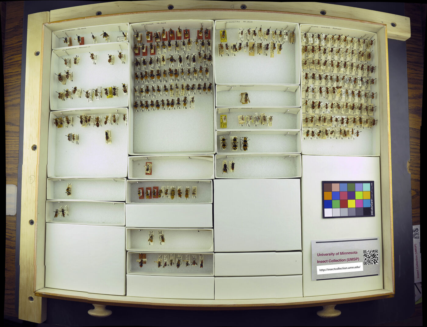 Dasymutilla serenitas image