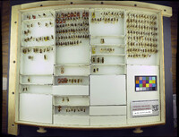 Media resource of Dasymutilla serenitas