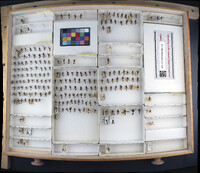 Media resource of Conops flavipes