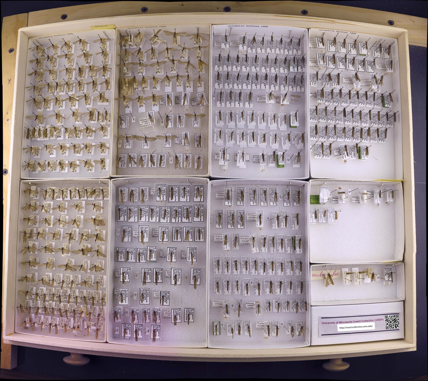 Molanna uniophila image