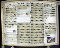 Media resource of Agonum decorum