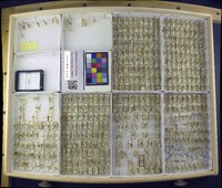 Media resource of Chrysopa nigricornis