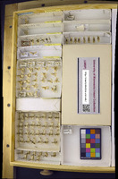 Media resource of Cosmopterix pulcherrimella