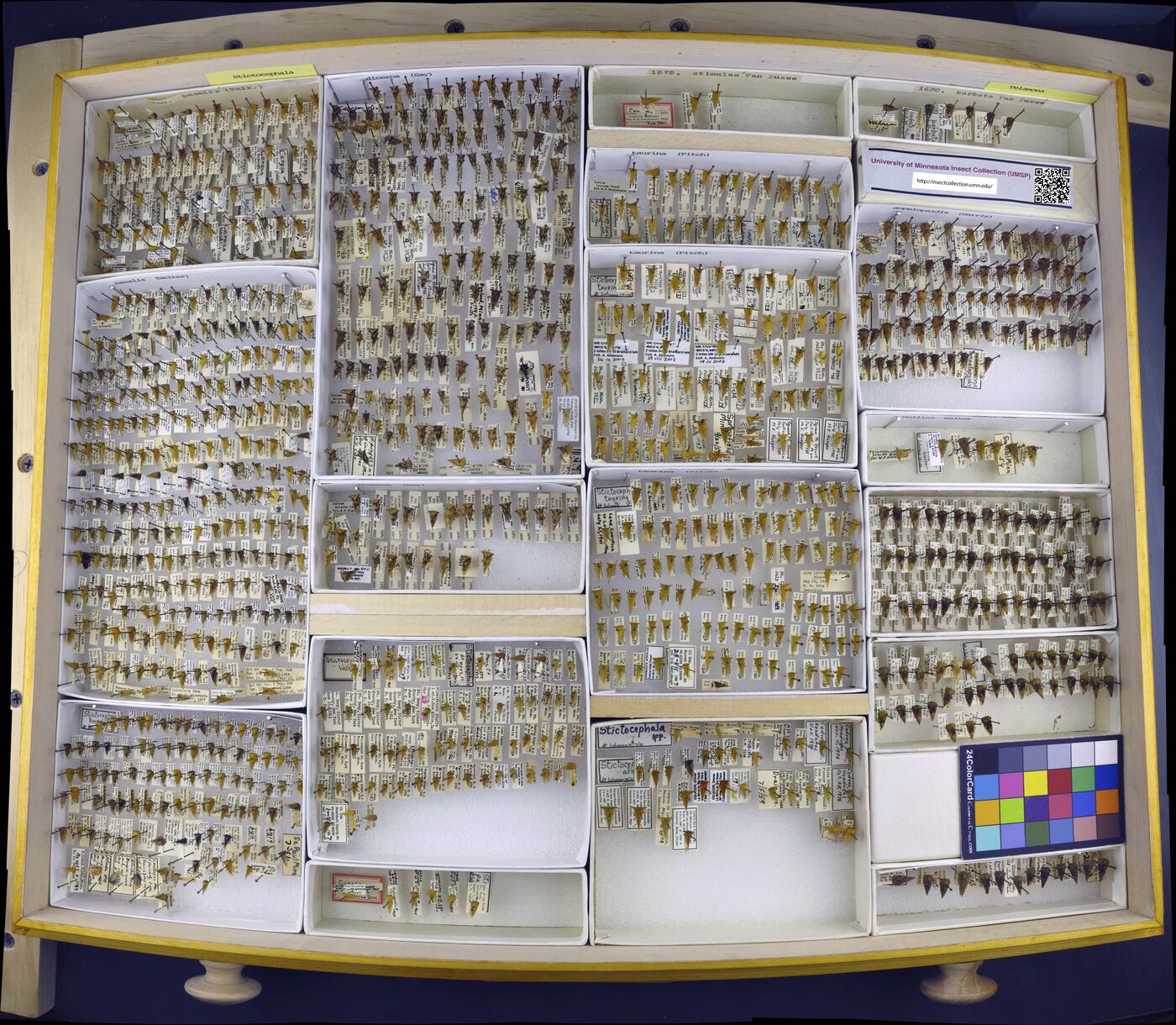 Stictocephala basalis image