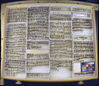 Media resource of Stictocephala basalis