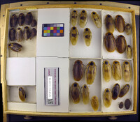 Media resource of Blaberus craniifer