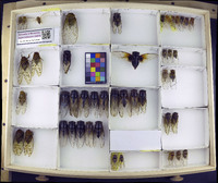 Media resource of Cosmopsaltria aurata